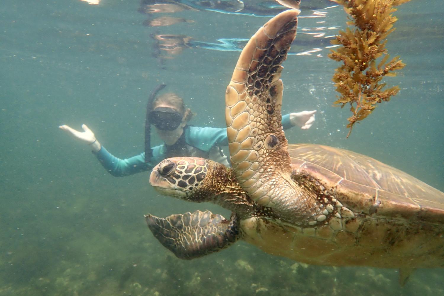 一名<a href='http://79426d.moldeandomentes.com'>全球十大赌钱排行app</a>学生在Galápagos群岛游学途中与一只巨龟游泳.